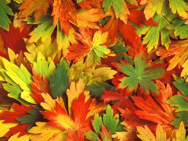Hintergrund,Blätter,Herbst