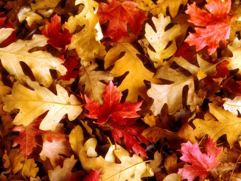 Hintergrund,Herbst,Blätter
