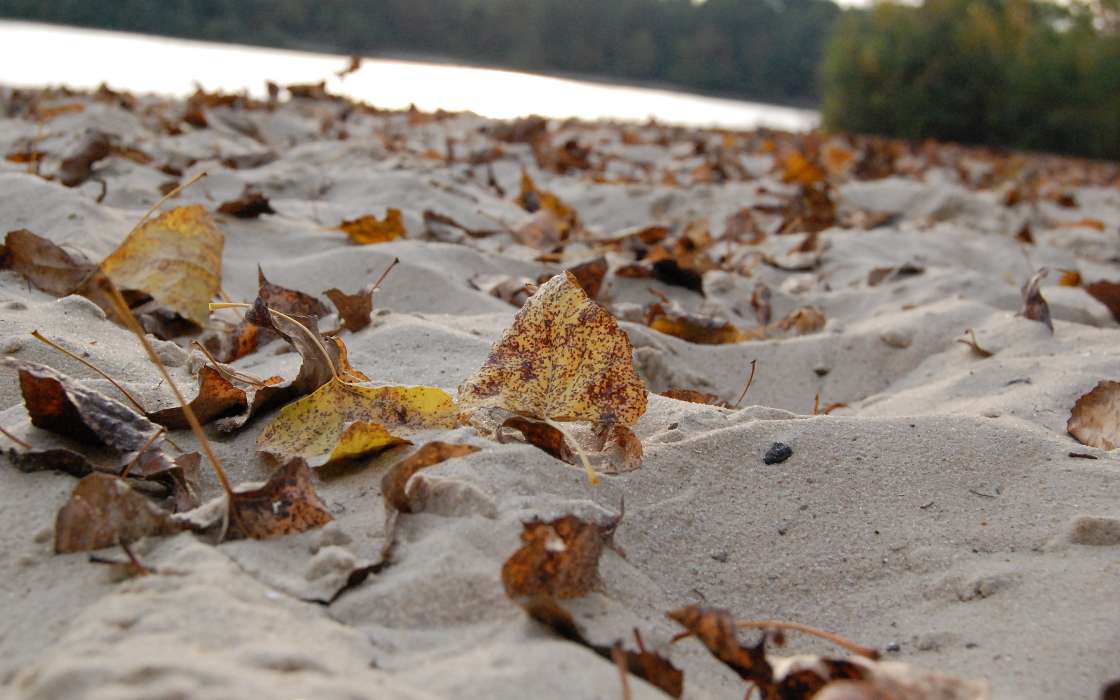 Hintergrund,Herbst,Blätter,Strand,Sand