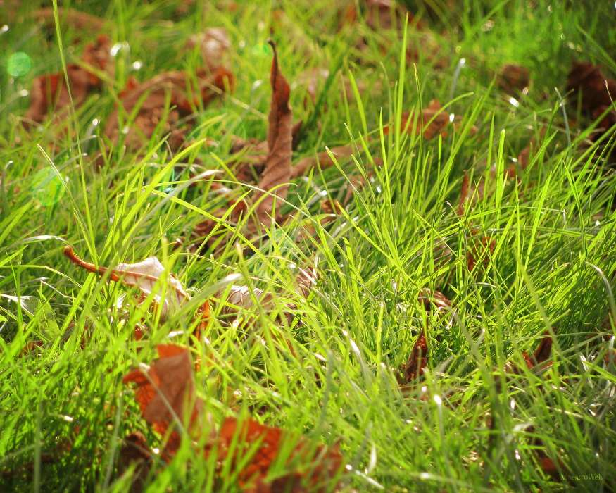Pflanzen,Grass,Hintergrund,Blätter