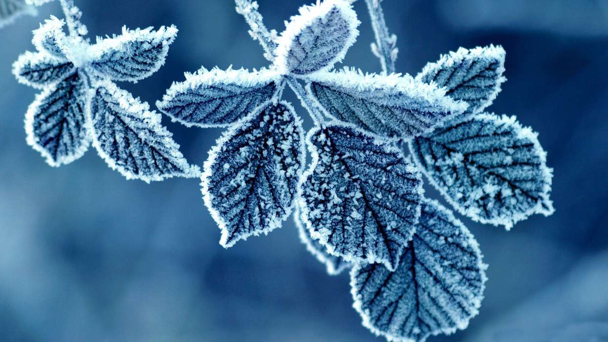 Winterreifen,Hintergrund,Blätter,Schnee