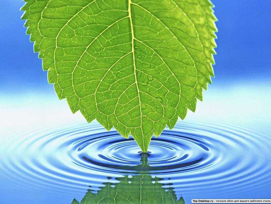 Wasser,Hintergrund,Blätter