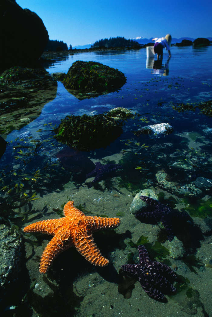 Tiere,Wasser,Hintergrund,Sea,Starfish