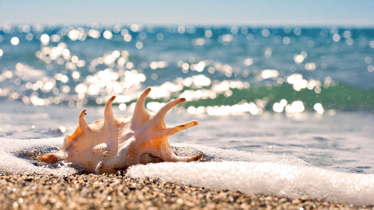 Sea,Strand,Shells,Hintergrund