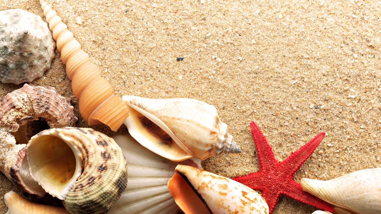 Hintergrund,Starfish,Shells