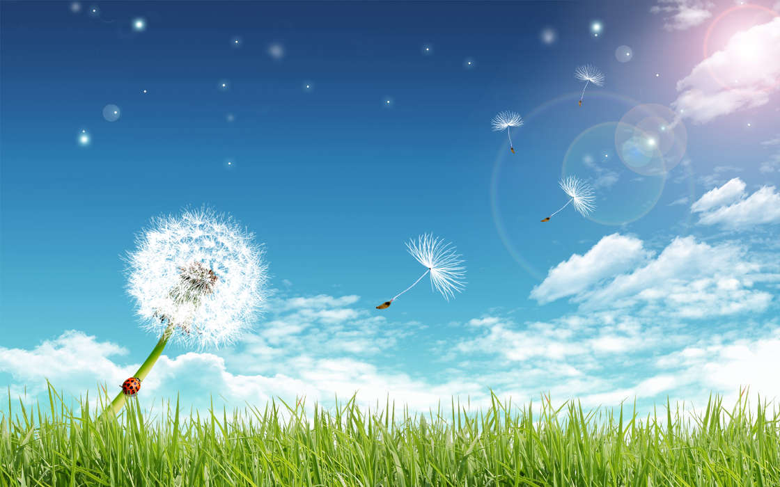 Grass,Hintergrund,Sky,Löwenzahn