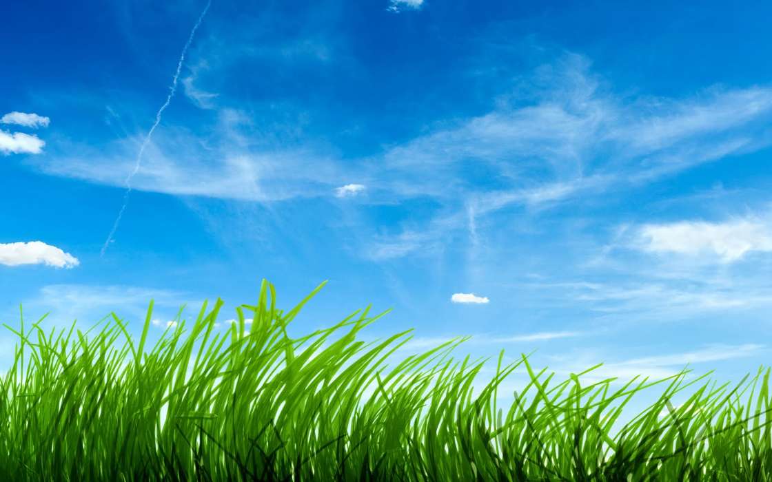 Grass,Hintergrund,Sky