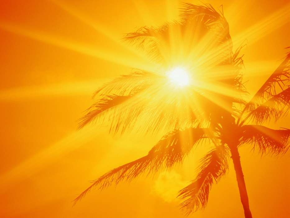 Hintergrund,Sun,Palms