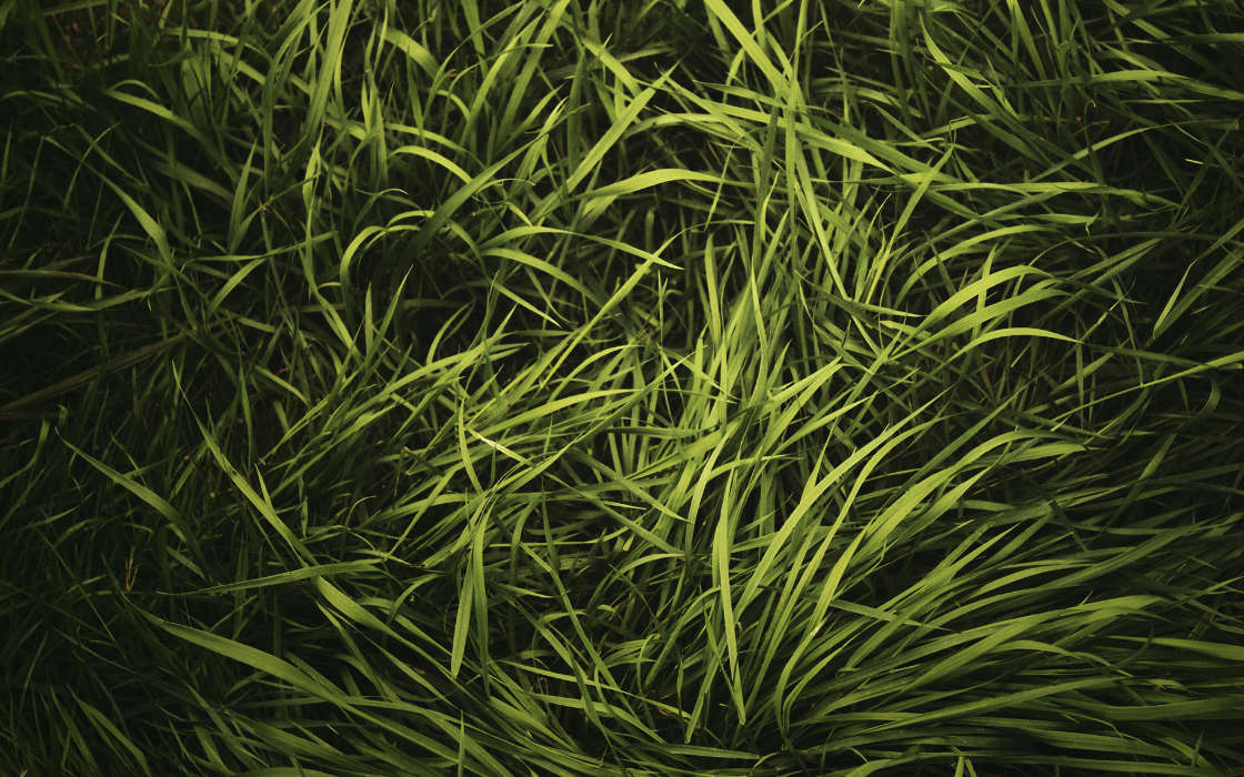 Pflanzen,Grass,Hintergrund