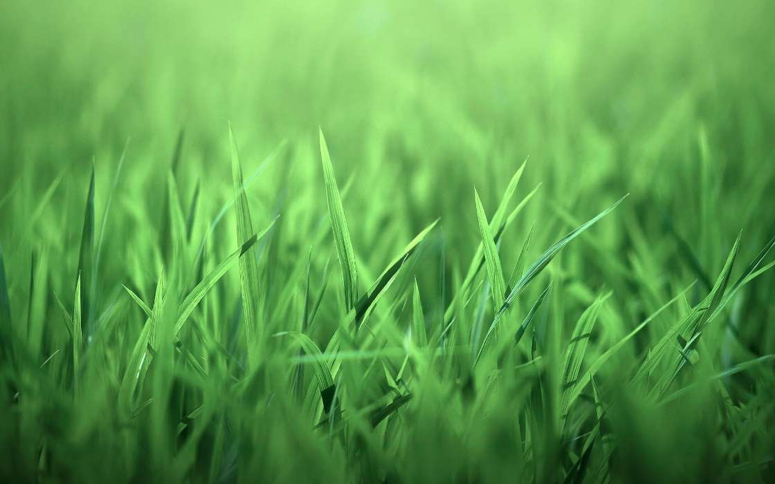 Pflanzen,Grass,Hintergrund