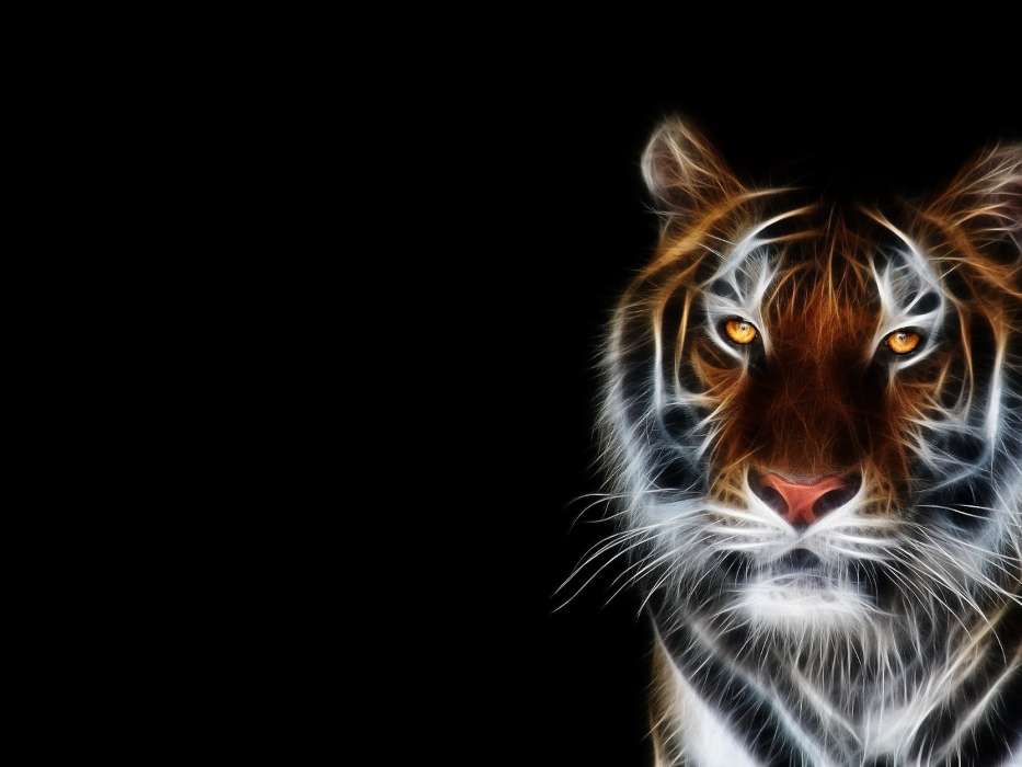 Hintergrund,Bilder,Tigers,Tiere