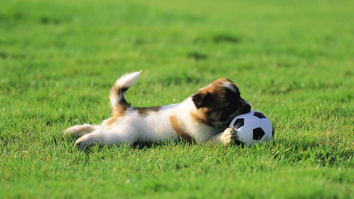 Sport,Tiere,Hunde,Grass,Fußball