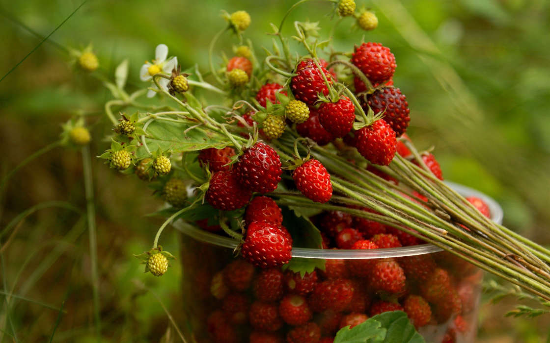 Berries,Pflanzen
