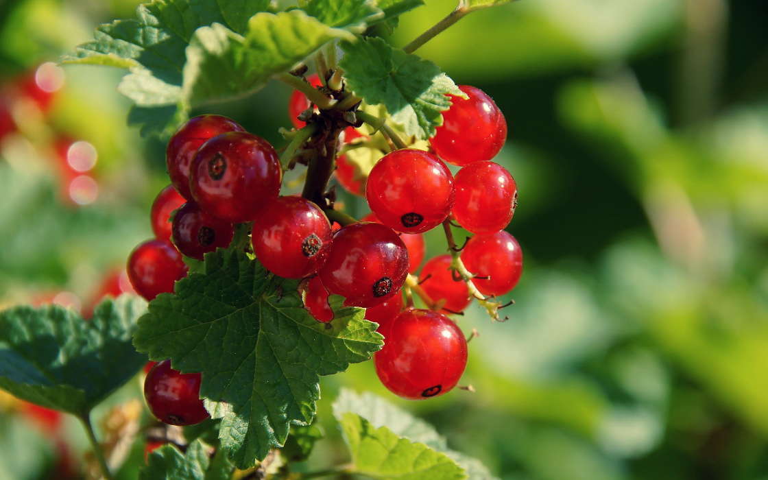 Berries,Pflanzen