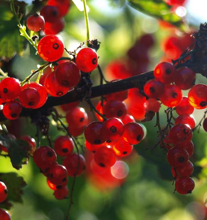 Berries,Pflanzen,Johannisbeere