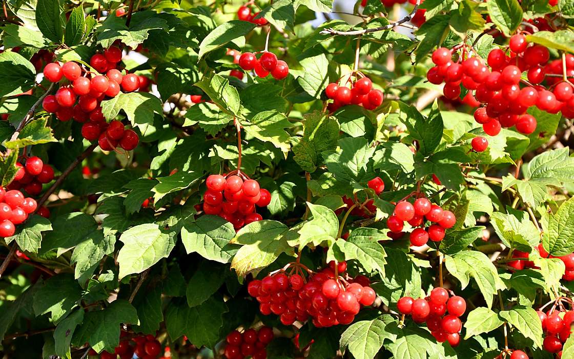 Pflanzen,Berries,Bush