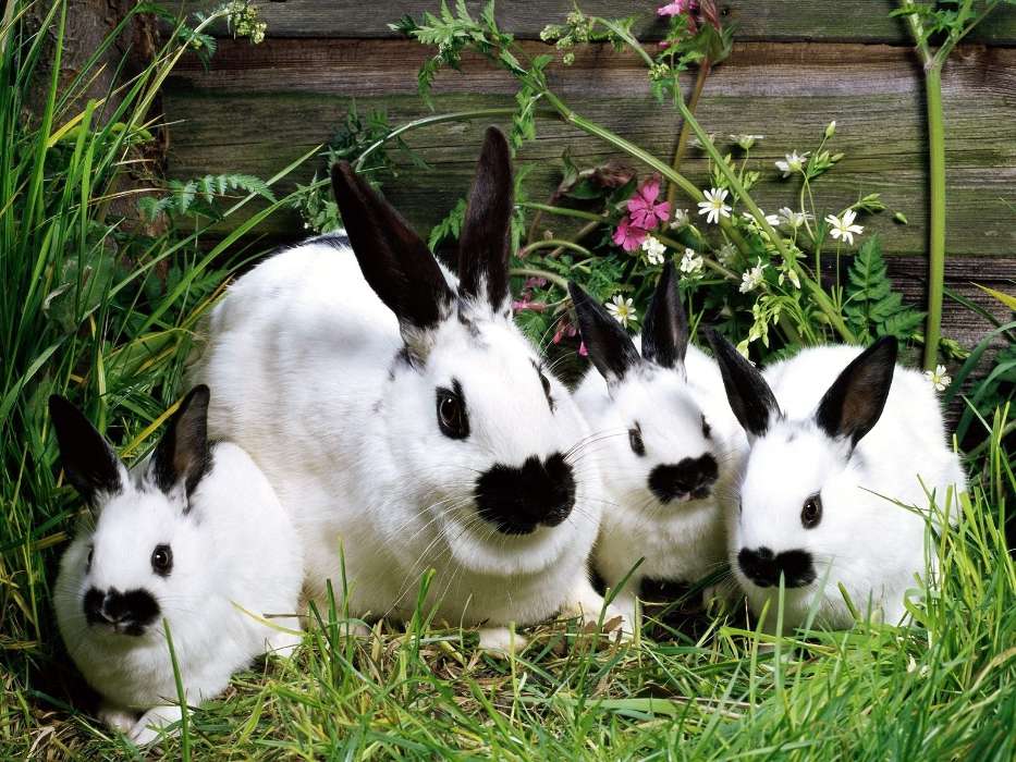 Tiere,Nagetiere,Kaninchen