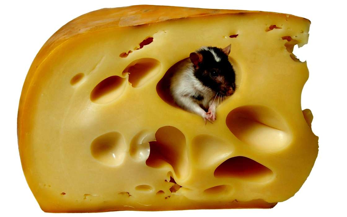 Tiere,Nagetiere,Mäuse,Cheese