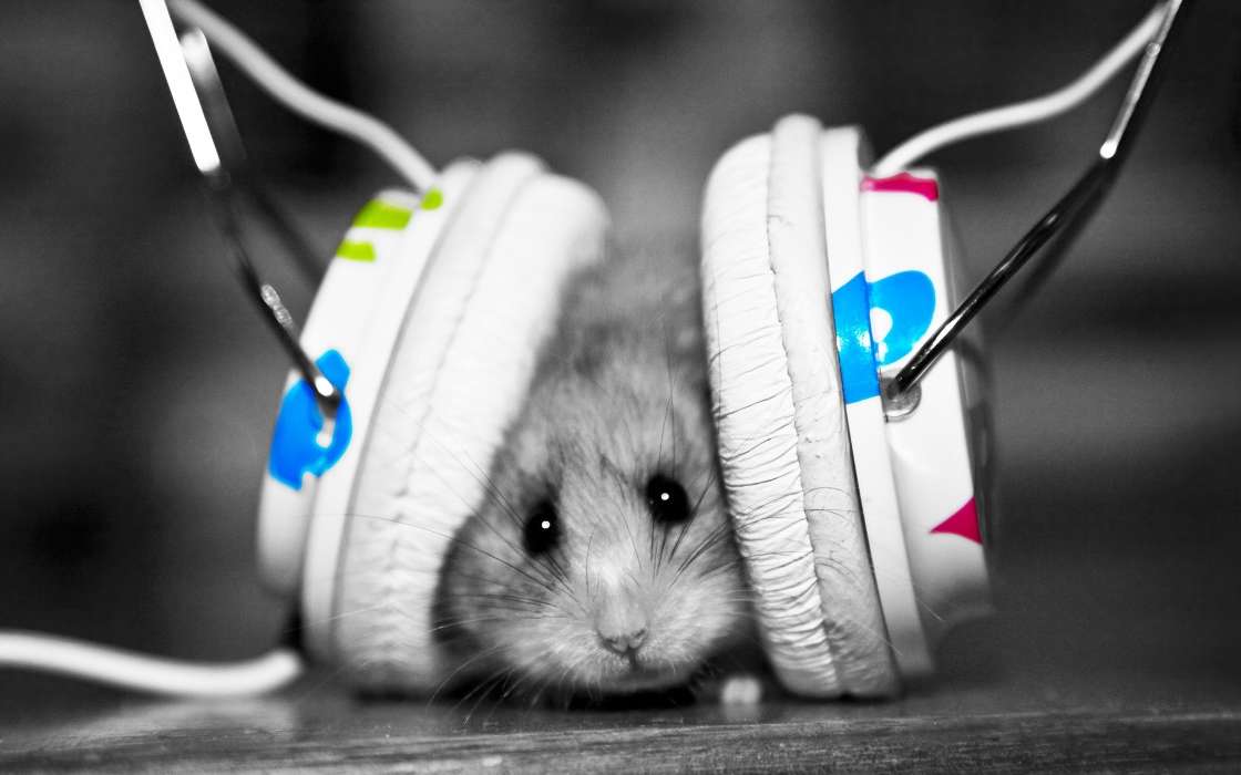 Humor,Musik,Tiere,Hamster,Kopfhörer