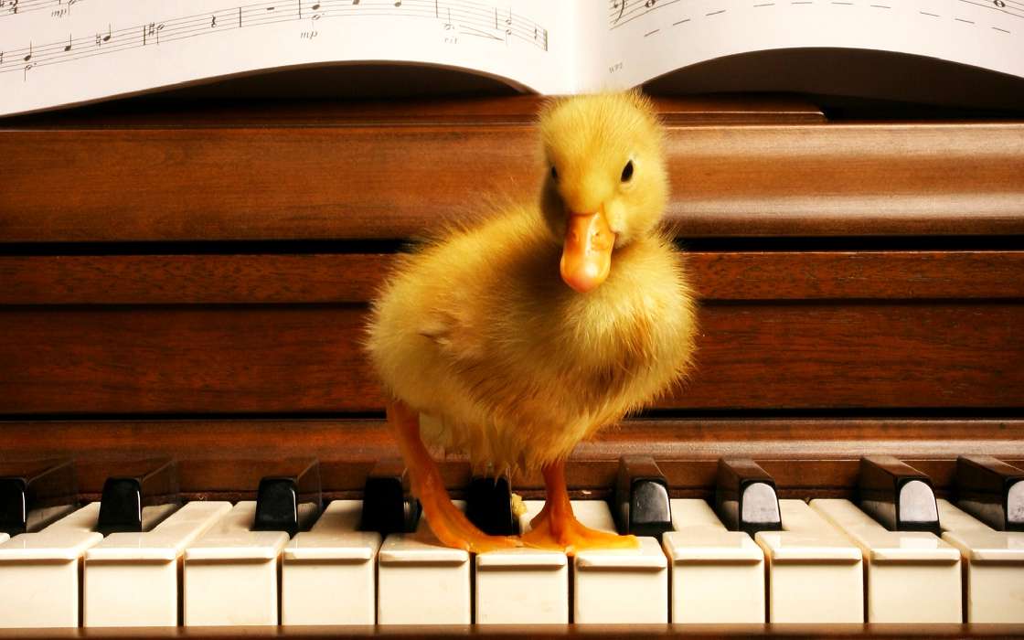 Klavier,Musik,Ducks,Tiere