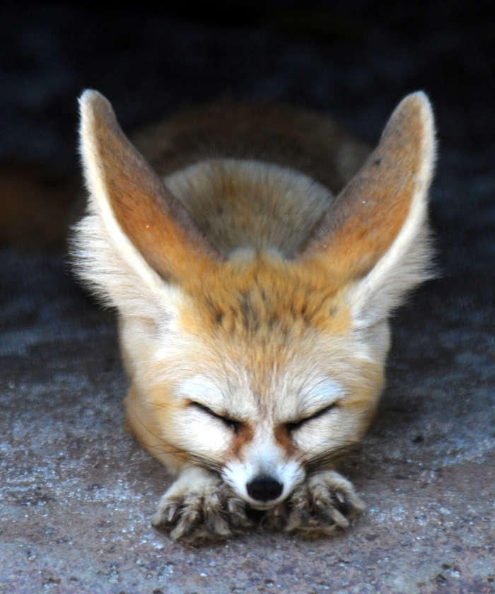 Tiere,Fox