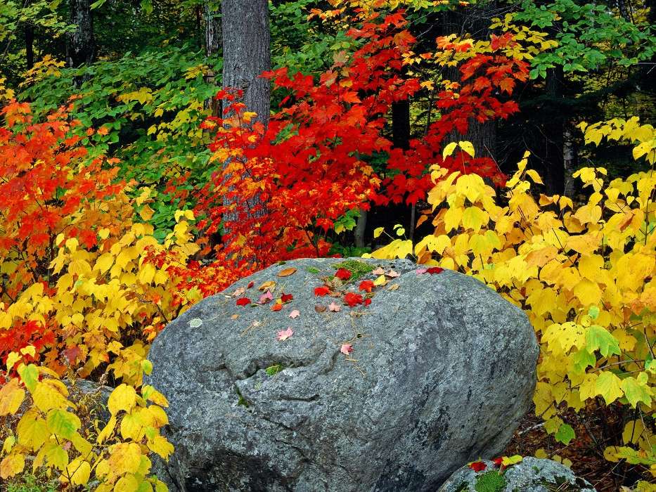 Pflanzen,Landschaft,Stones,Herbst,Blätter
