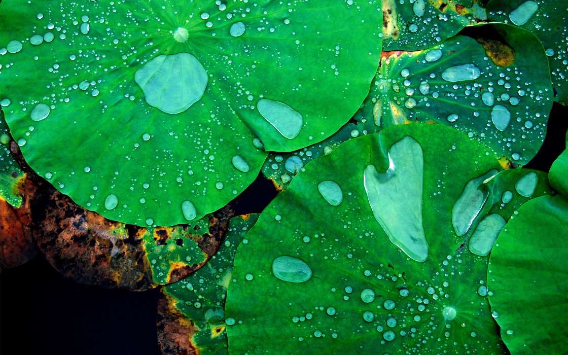 Pflanzen,Wasser,Blätter,Drops