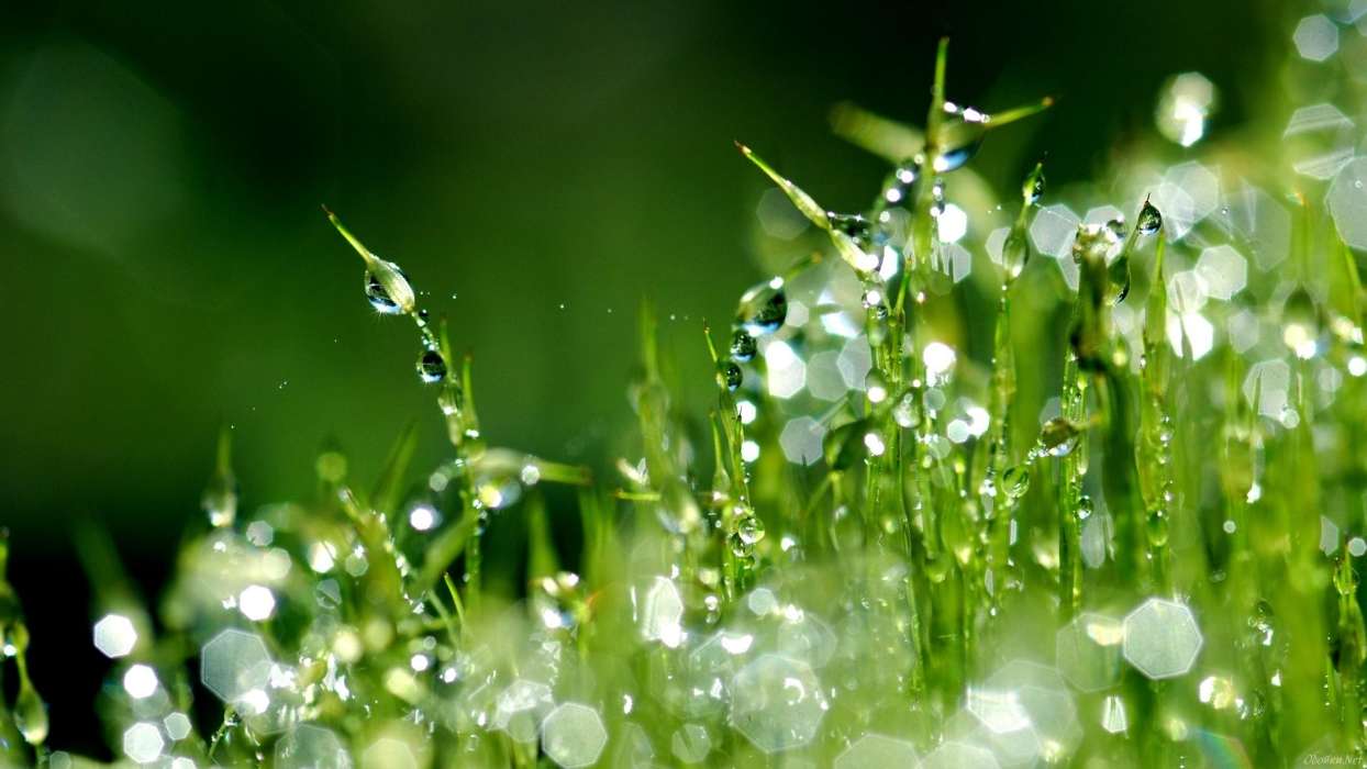 Pflanzen,Grass,Drops