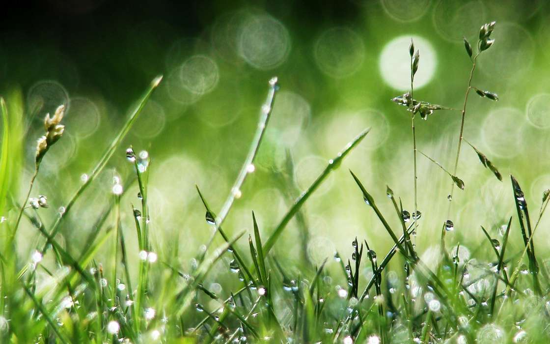 Drops,Pflanzen,Grass