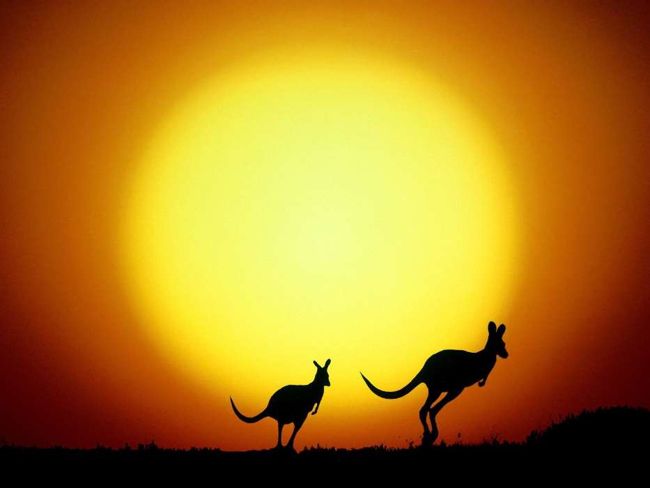 Tiere,Sunset,Kangaroo