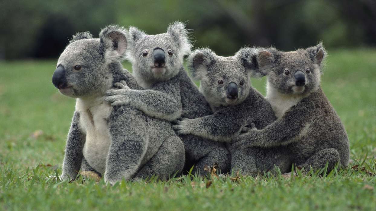 Koalas,Tiere