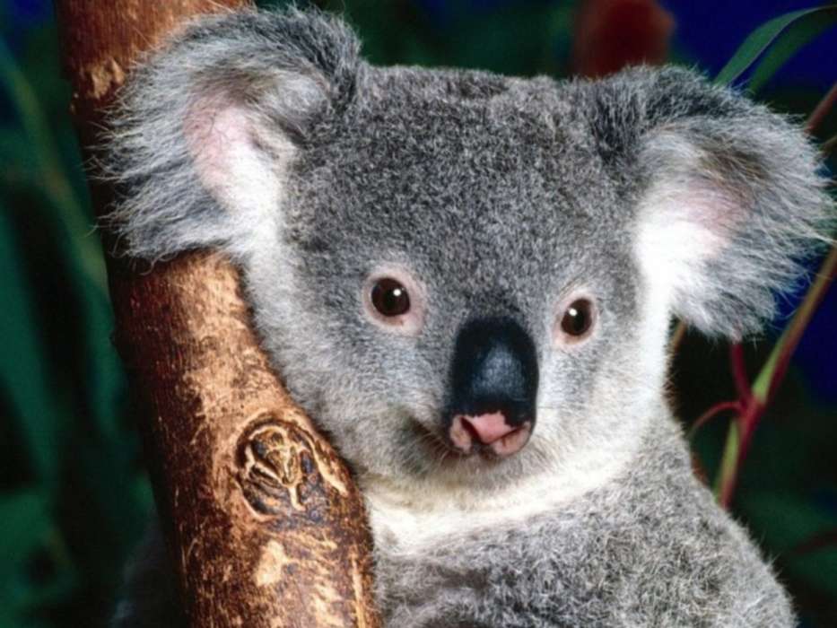 Tiere,Koalas