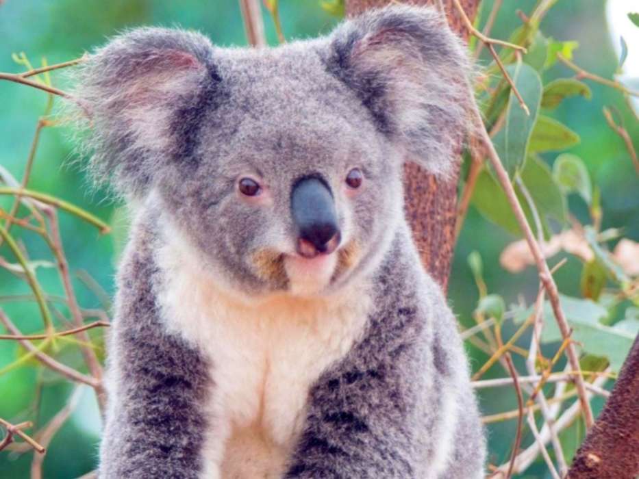 Tiere,Koalas