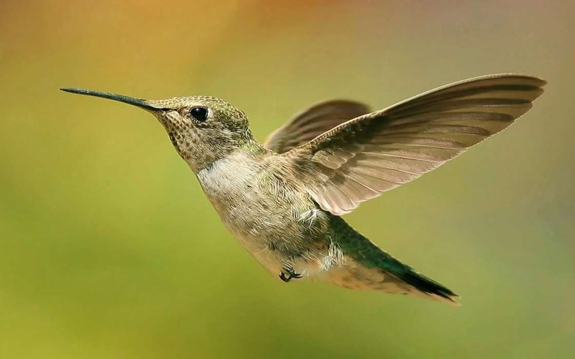 Kolibris,Vögel,Tiere