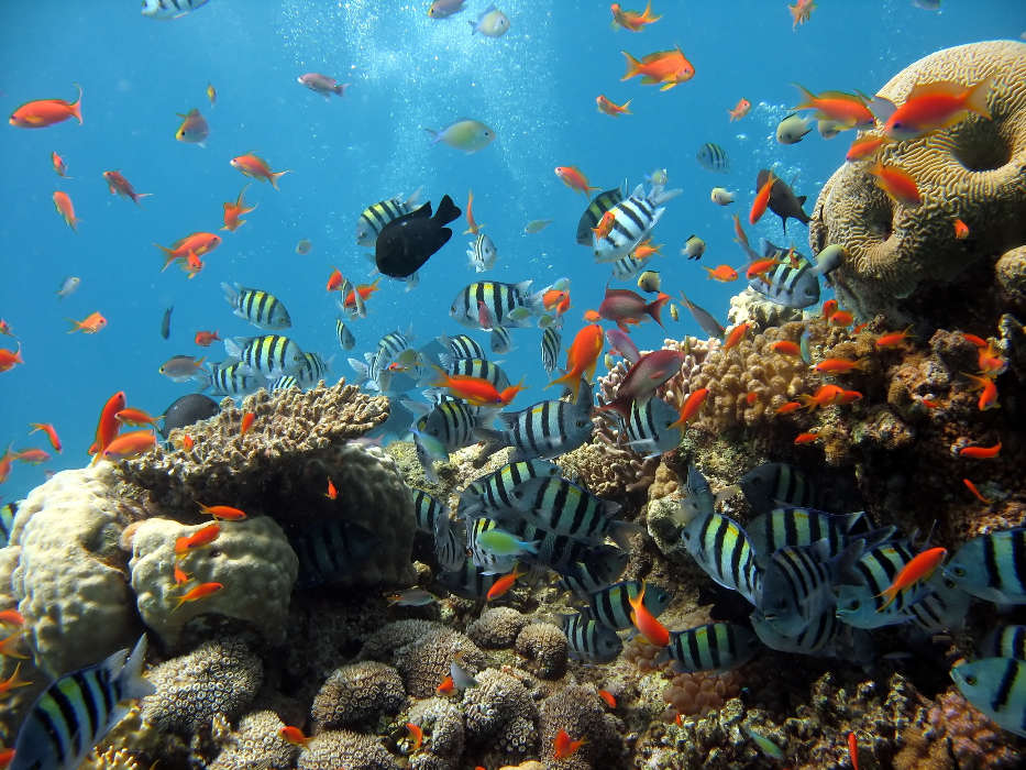 Tiere,Sea,Fische,Koralle