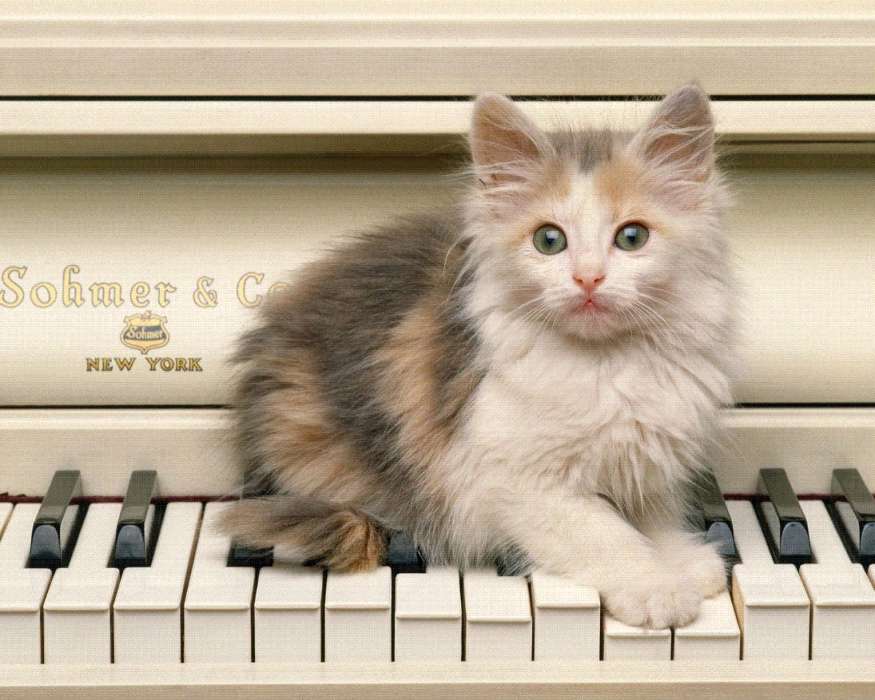 Musik,Tiere,Katzen