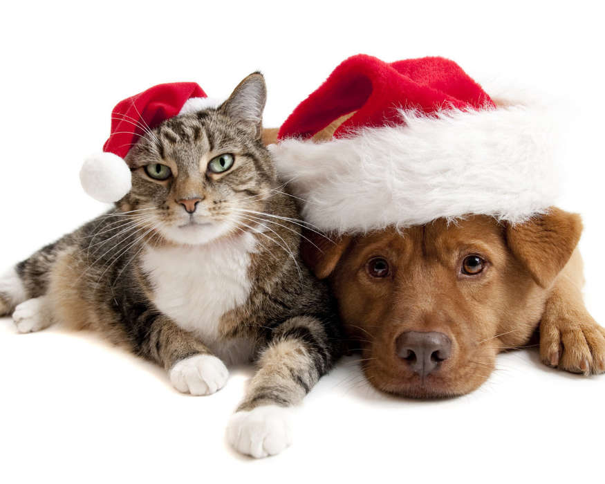 Feiertage,Tiere,Katzen,Hunde,Neujahr,Weihnachten