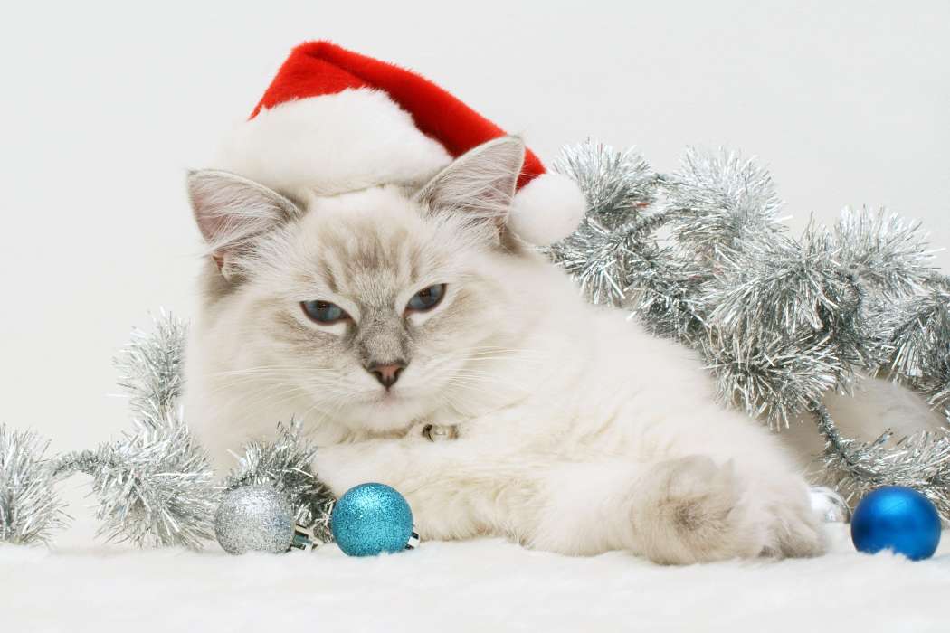 Feiertage,Tiere,Katzen,Neujahr,Weihnachten