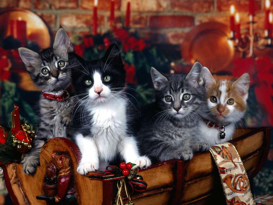 Tiere,Katzen,Neujahr,Weihnachten