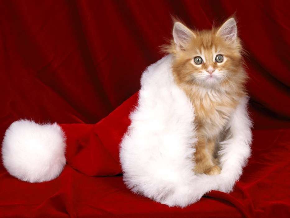 Tiere,Katzen,Neujahr,Weihnachten