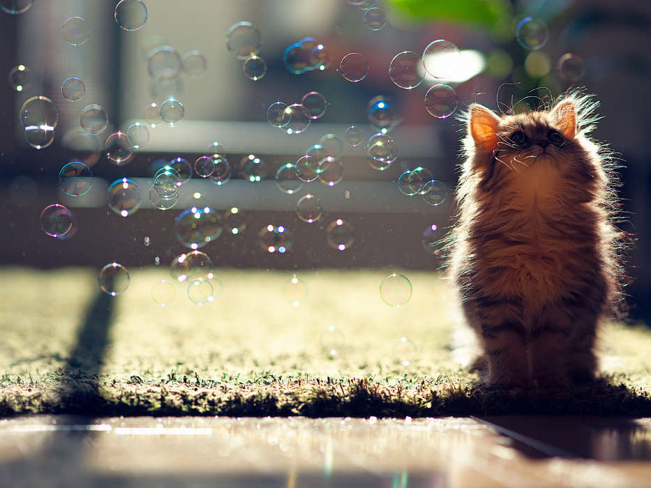 Tiere,Katzen,Bubbles