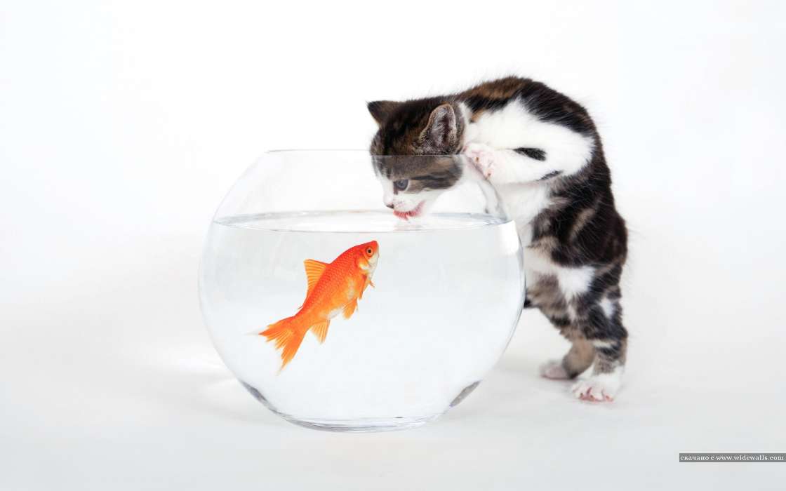 Humor,Tiere,Katzen,Fische
