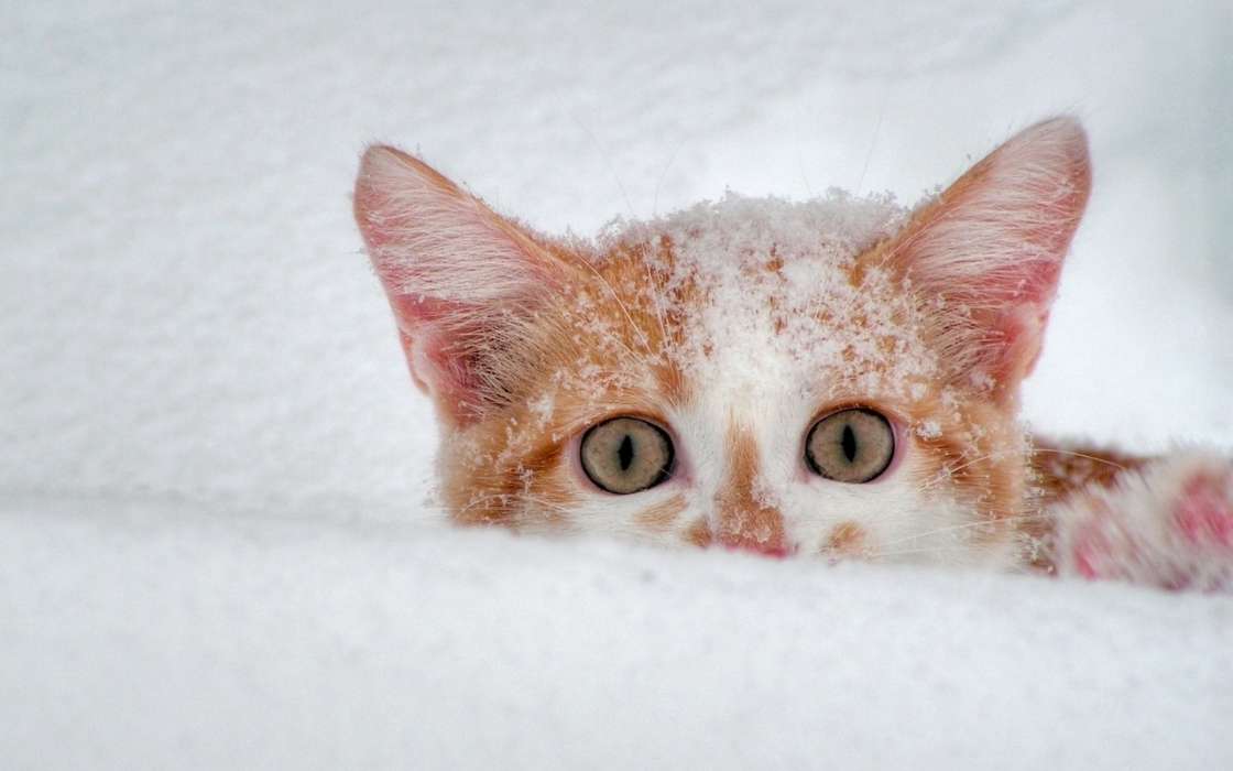 Tiere,Katzen,Schnee