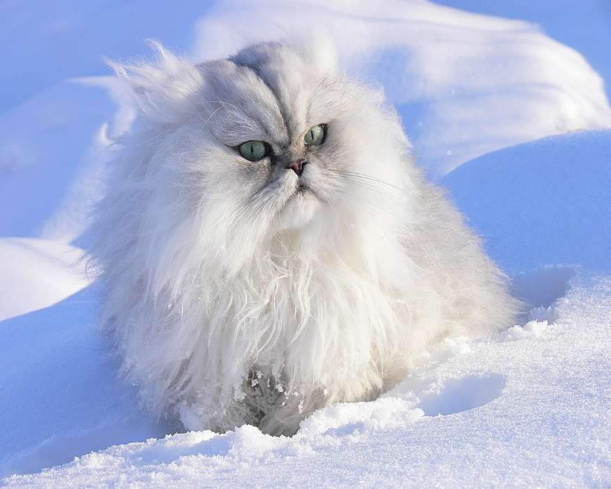 Tiere,Winterreifen,Katzen,Schnee