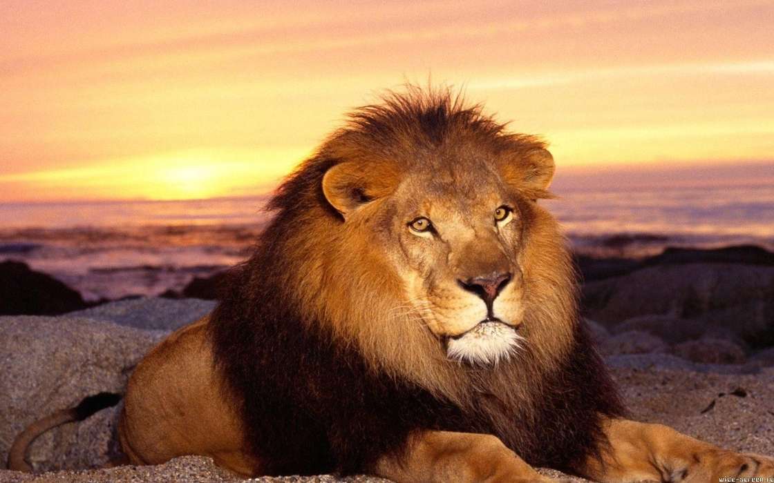 Tiere,Katzen,Sunset,Lions