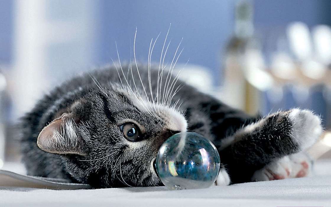 Tiere,Katzen,Bubbles