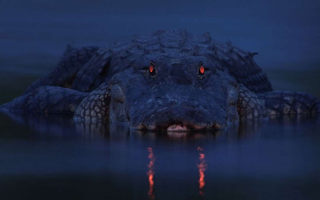 Tiere,Crocodiles