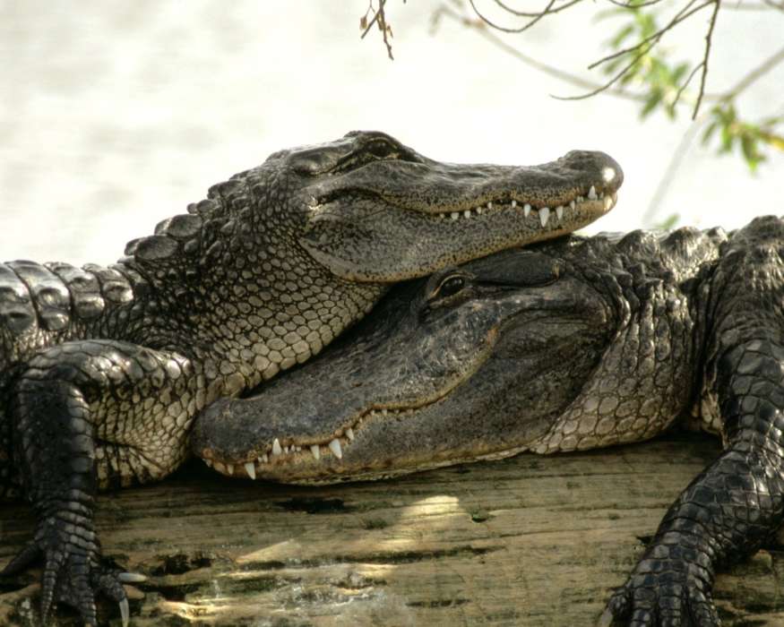 Tiere,Crocodiles