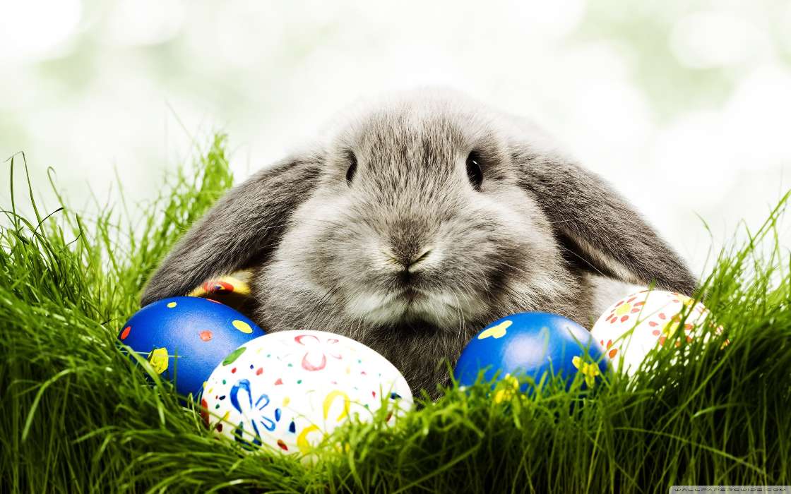 Feiertage,Tiere,Ostern,Kaninchen