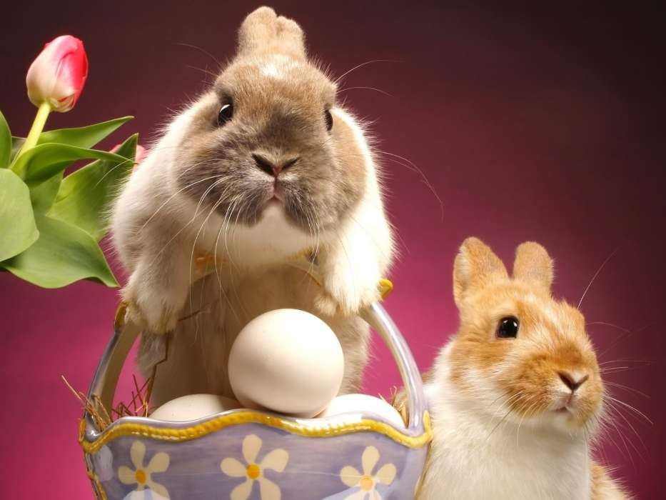 Kaninchen,Ostern,Feiertage,Tiere